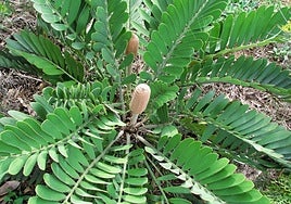 Zamia furfuracea.