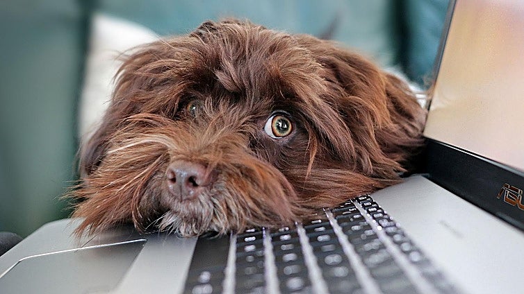 Costa del Sol town launches web page to encourage free-of-charge pet adoptions