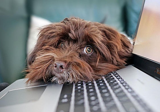 Costa del Sol town launches web page to encourage free-of-charge pet adoptions