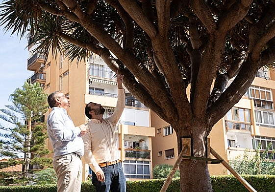 The councillor assesses the condition of the dragon tree in its new location.