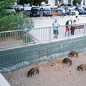 Wild boar numbers up sevenfold in Malaga leading to serious environmental and health concerns