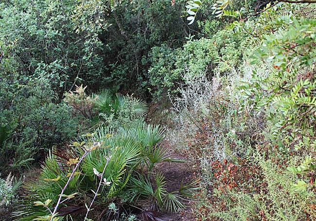 There is a great botanical diversity on this route through Sierra Blanca.