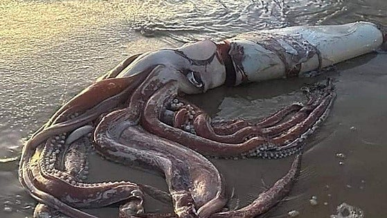 Rare giant squid washes up on a beach in Spain