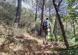 The vegetation is particularly lush.