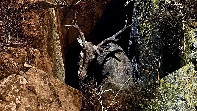 This is the heart-warming moment a trapped deer was rescued by firefighters in Andalucía