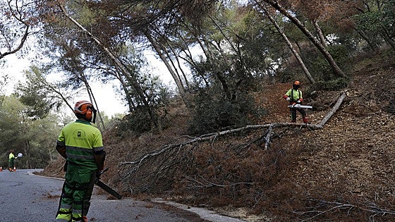 Race against time to stop Malaga's pine trees from dying: these are the causes