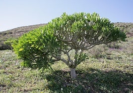 Kleinia neriifolia.