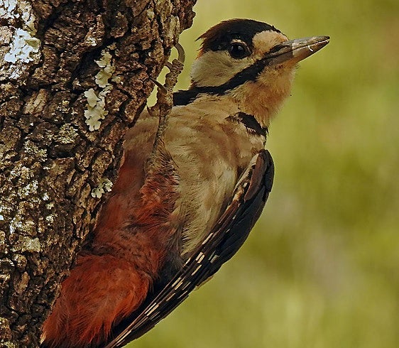 Great spotted woodpecker