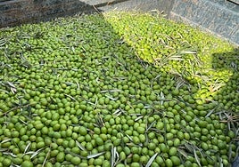 Image showing olives collected in a tractor trailer after a day in the olive groves of Malaga province.