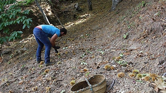 Chestnut harvest in Malaga province is ruined by drought, fungus and wasps