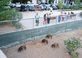 Wild boar in the Guadalmedina river bed in Malaga city, where they are being fed by locals.
