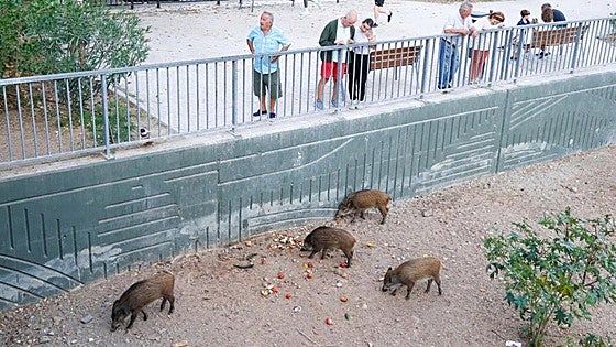 Malaga council considers culling wild boar with tranquiliser darts and euthanasia