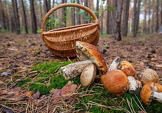 Autumn means mushroom season in Andalucía's Los Alcornocales natural park