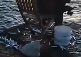 Watch the bizarre moment hundreds of fish leap out of the sea and land on Costa del Sol jetty