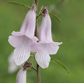 Cerathoteca triloba.