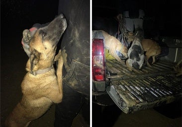 Plea for help after the harrowing rescue of 25 dogs from flooded animal shelter in Malaga town