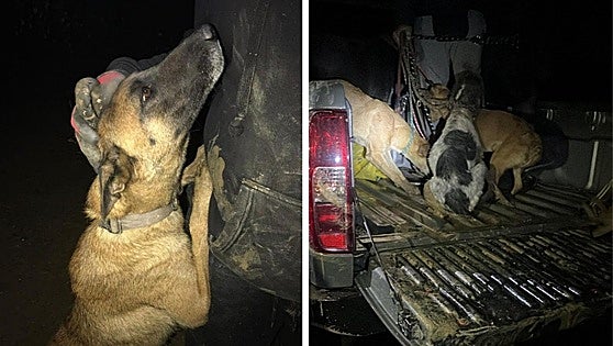 Plea for help after the harrowing rescue of 25 dogs from flooded animal shelter in Malaga town