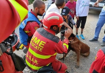 Spain's emergency military unit mobilises 24 specially trained dogs in search for 'dozens' of missing persons in Valencia
