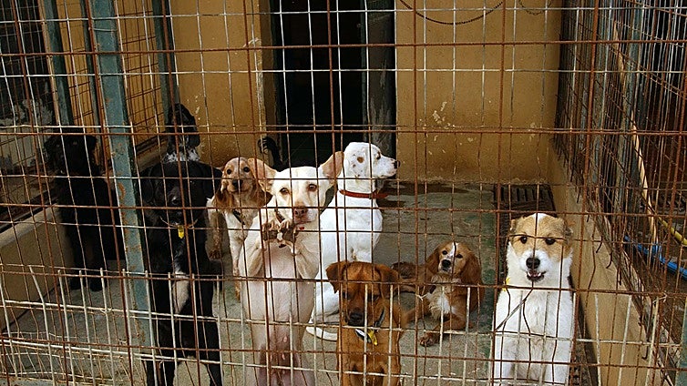 Prosecutor demands jail sentences for former Triple A officials who allegedly slaughtered animals with no just cause