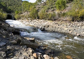 Water entering the La Concepción reservoir from the Guadaiza water transfer on Monday.