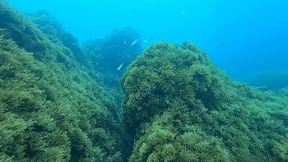 Asian algae: from a threat to the bioversity of the Costa del Sol to a friend of cereal crop farmers?