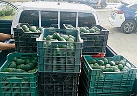 Picture of the avocados intercepted by the Local Police of Vélez-Málaga in Torre del Mar.