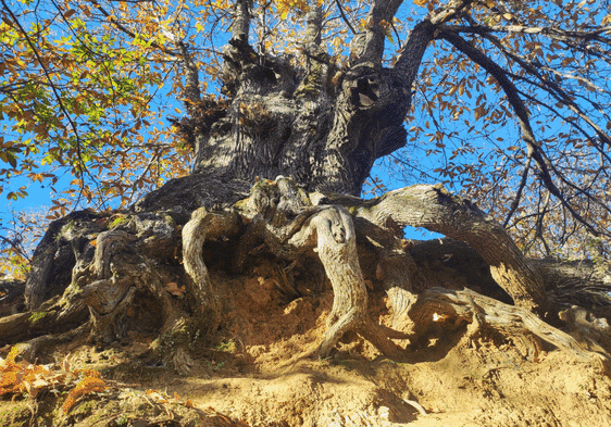 Eight places you must see if you visit the famous 'copper forest' in the Serranía de Ronda this autumn