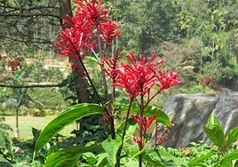 Odontonema tubaeforme.