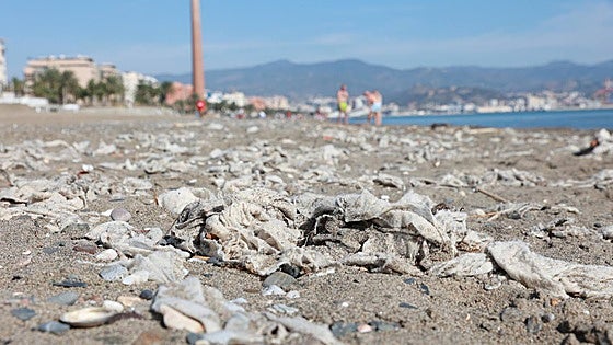 Residents and holidaymakers wake up to find Malaga beach covered with used wet wipes