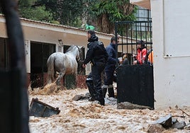 Photograph taken while horses were being rescued from the flooded stables.