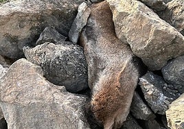 Image of the animal hidden among rocks by poachers.