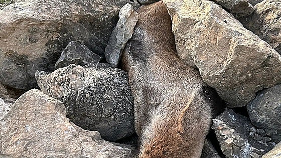 Decapitated 'trophy' mountain goat found in Granada natural park