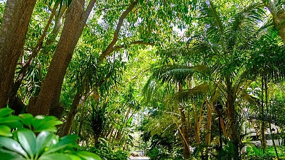 Marbella wins top prize at the 2024 Andalucía in bloom awards