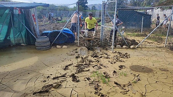 Animal shelter destroyed in Dana floods appeals for funds as volunteers rally to help