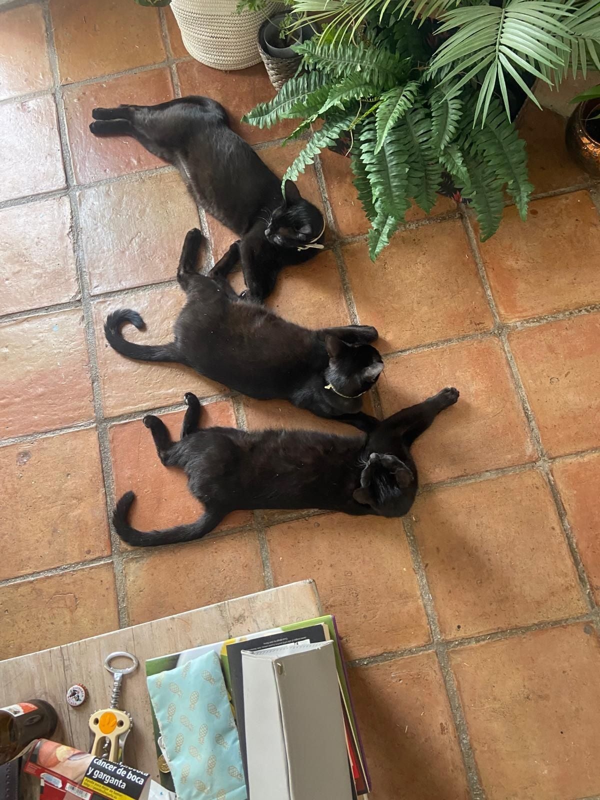 Dora, Daisy and Manchita relaxing after a busy night of crime.
