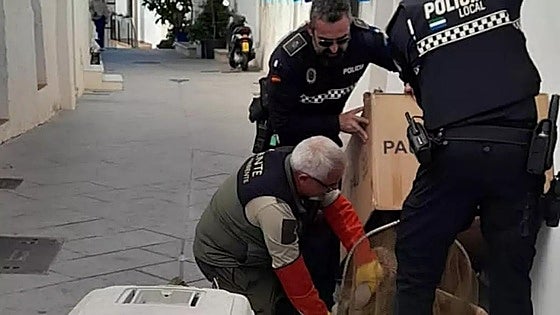 Disorientated griffon vulture rescued in centre of Mijas Pueblo