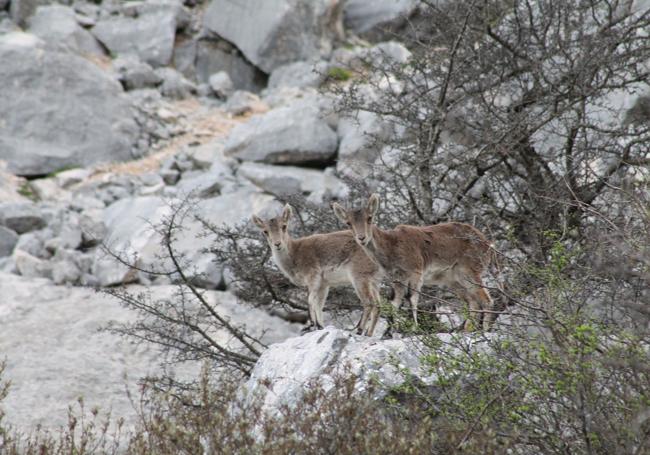 Ibex can occasionally be sighted near the cave.