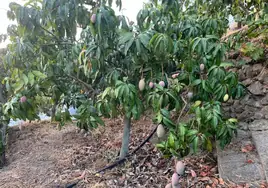 Mangoes growing in the Axarquía