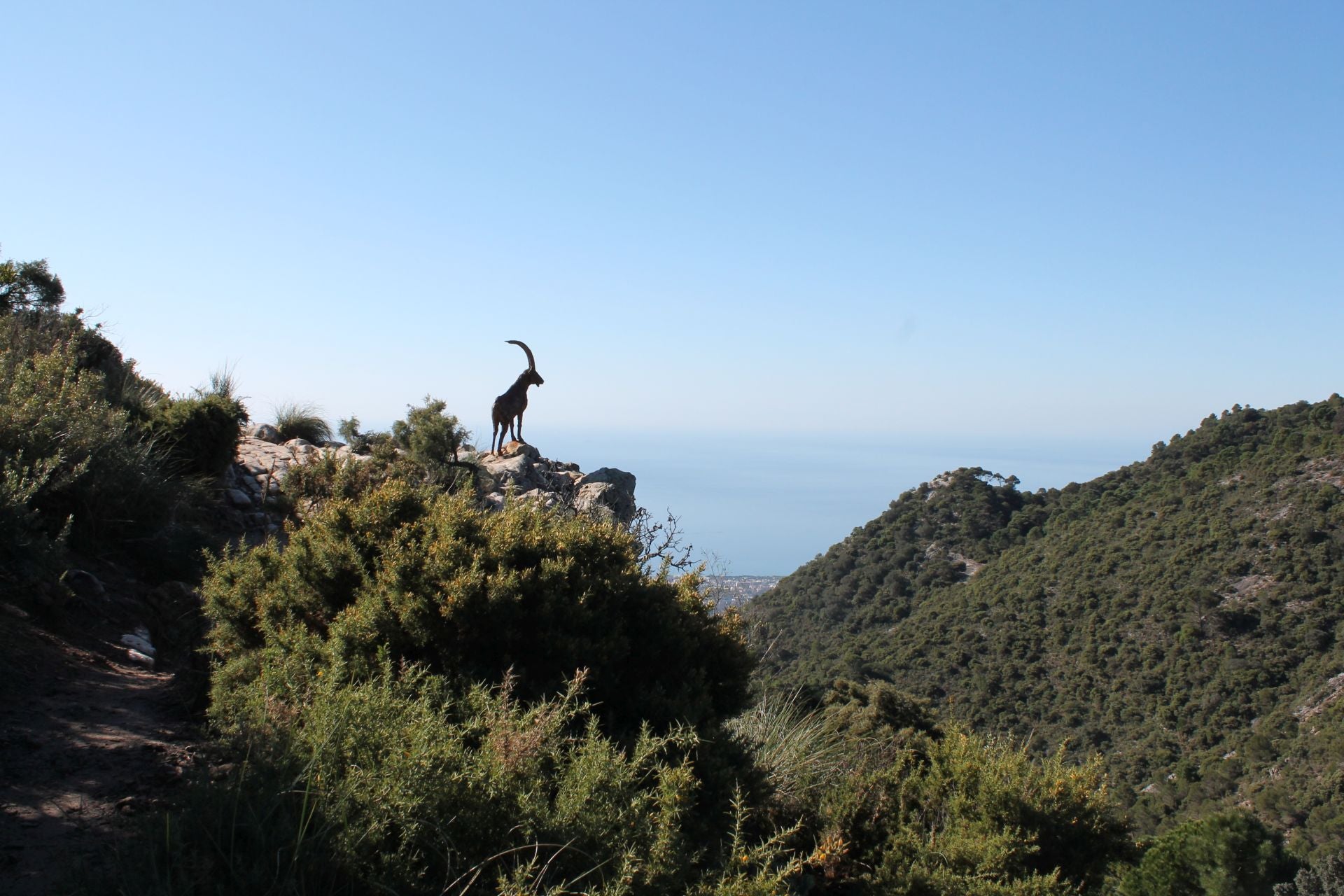 Many have mistaken this sculpture for a real mountain goat at El Juanar.