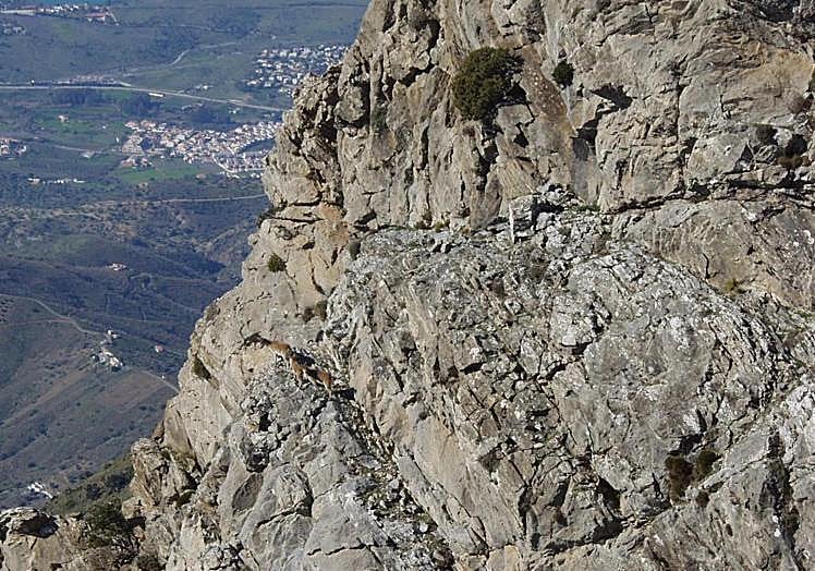Three ibex climb steep walls in the southern part of Sierra Tejeda.