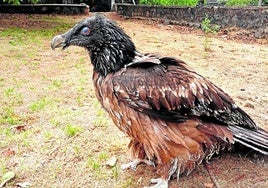 Julia, one of the bearded vultures in the breeding centre in the natural park.