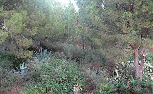 Photograph of the area where a British resident of Mijas claimed to see a black feline.