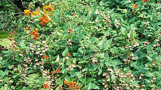 Recommended for your garden in the south of Spain: Mexican flame vine