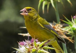European greenfinch.