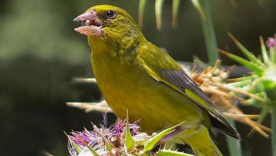 European greenfinch