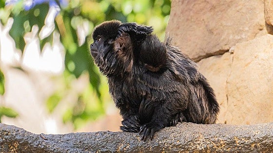 Rare baby monkey born at Bioparc Fuengirola animal and conservation park