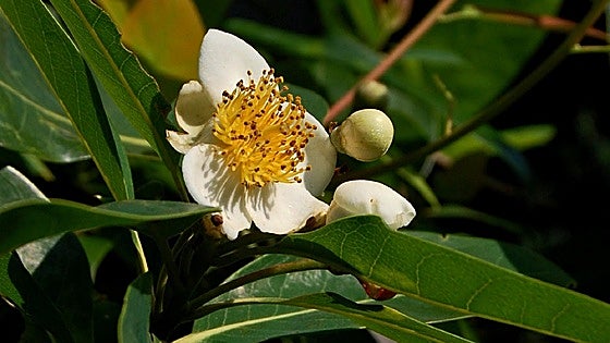 Recommended for your garden in the south of Spain: Schima wallichii