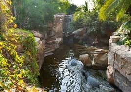 Malayan tapirs in Bioparc Fuengirola.