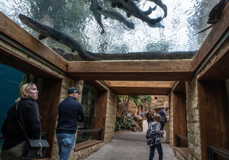 Underwater viewing tunnel as it passes through the great aviary and Mayan temple.