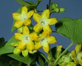 Telosma cordata.